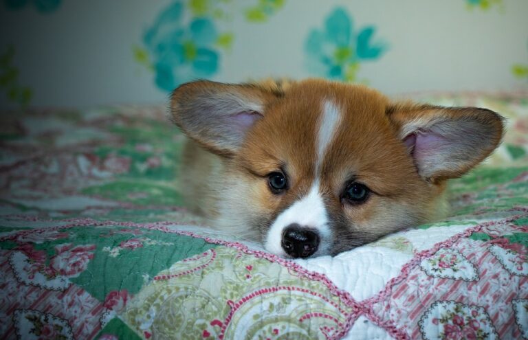 99exch Review: India’s Leading Crypto Exchange and Its Expanding Digital Ecosystem